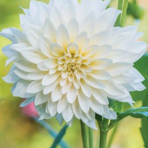 Dahlia Seed - White, 🔥50 Seeds