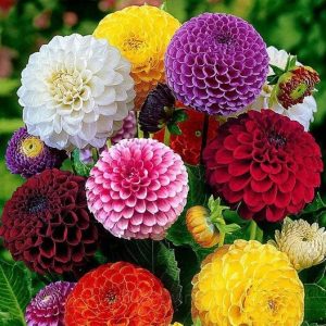 Dahlia Seed - 🔥Mixed, 100 Seeds