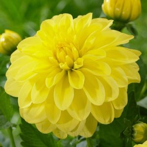 Dahlia Seed - Yellow, 100 Seeds