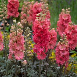 Delphinium Seed - Red, 500 Seeds