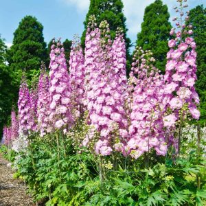 Delphinium Seed - Pink, 500 Seeds