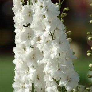 Delphinium Seed - White, 500 Seeds