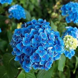 Hydrangea Tivoli Seed - Blue, 50 Seeds