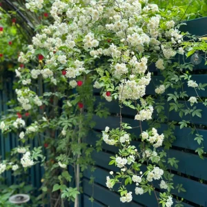 Rosa banksiae Seed - White, 🔥100 Seeds