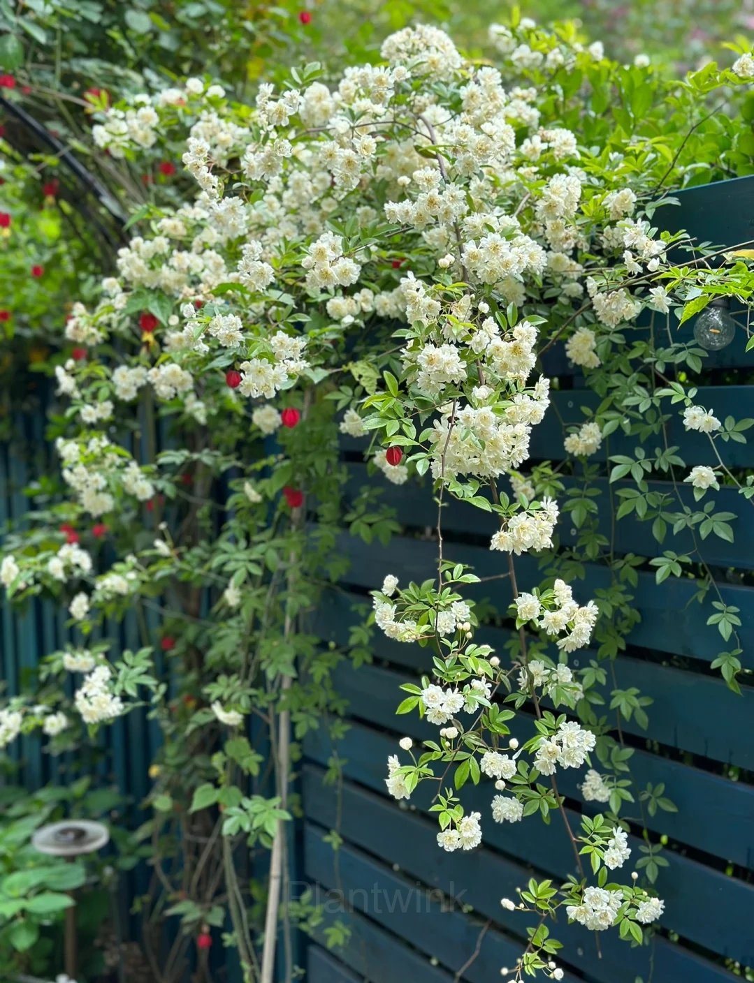 Rosa banksiae Seed - View 7