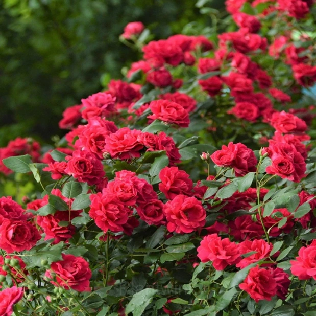 Rosa banksiae Seed - View 6