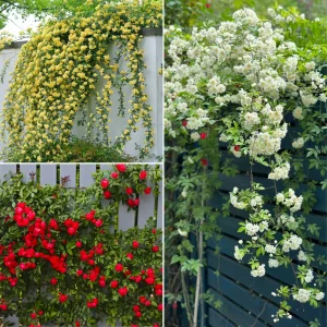 Rosa banksiae Seed - Mixed, 50 Seeds