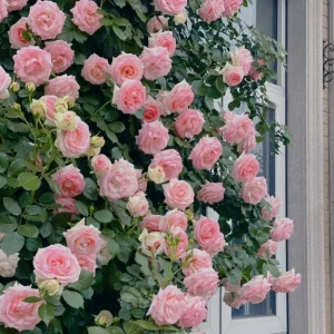 Climbing Rose Seed - 🔥Pink, 500 Seeds - Free Shipping