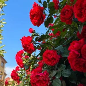Climbing Rose Seed - Red, 🔥200 Seeds - Save 50%