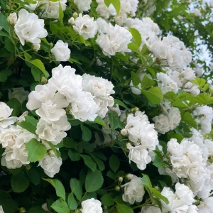 Climbing Rose Seed - White, 100 Seeds