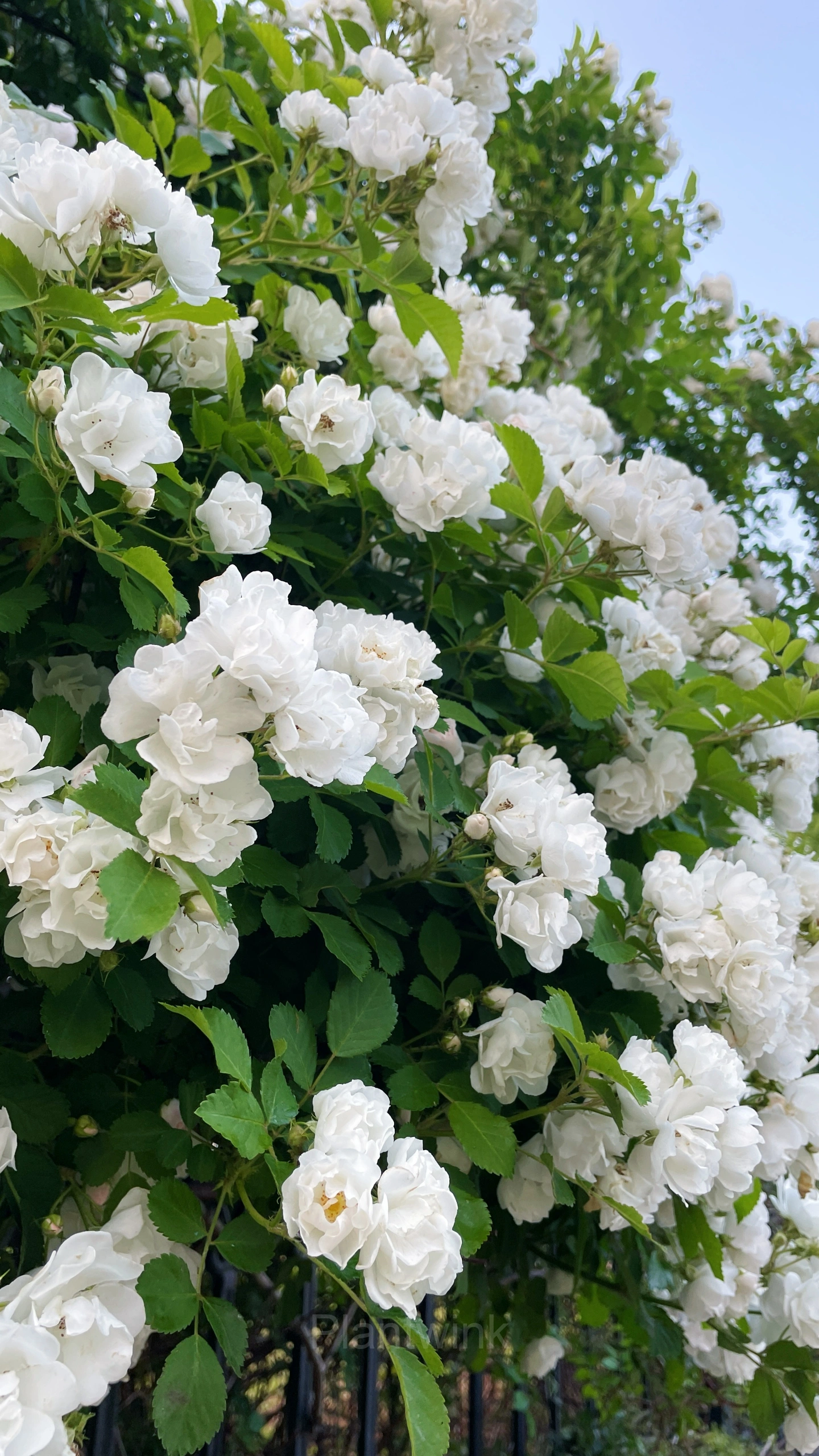 Climbing Rose Seed - View 12