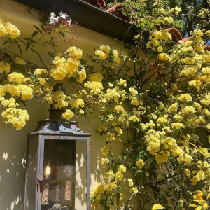 Climbing Rose Seed - Yellow, 100 Seeds