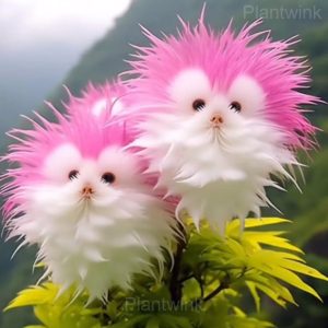 CATS EYE DAZZLE Seed - 2💗⬜, 200 Seeds