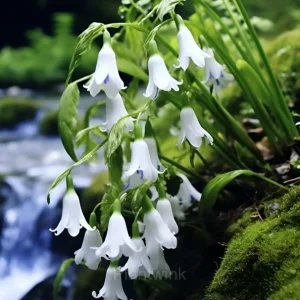 BLUEBELL Seed - White, 200 Seeds