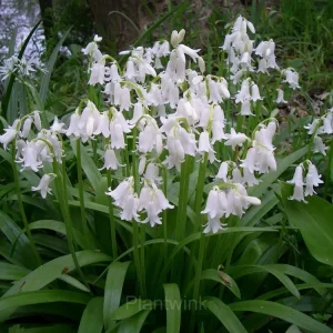 BLUEBELL Seed - Mixed, 200 Seeds
