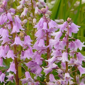 BLUEBELL Seed - Pink, 50 Seeds
