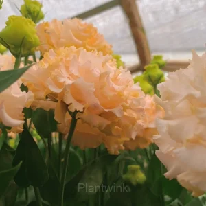 Lisianthus - Sincere Love - Yellow, 250 Seeds