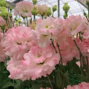 Lisianthus - Sincere Love - Pink, 250 Seeds