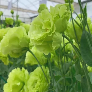 Lisianthus - Sincere Love - Green, 250 Seeds