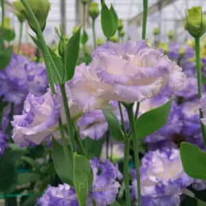 Lisianthus - Sincere Love - Purple Fringe, 120 Seeds