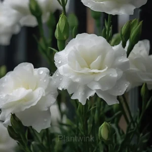 Lisianthus - Sincere Love - White, 120 Seeds