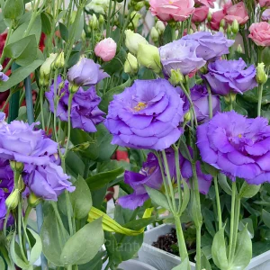 Lisianthus - Sincere Love - Purple, 60 Seeds