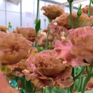 Lisianthus - Sincere Love - Champagne, 60 Seeds