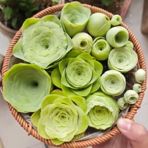 Mountain Rose - Perennial Ornamental Plants - Green, 100 Seeds