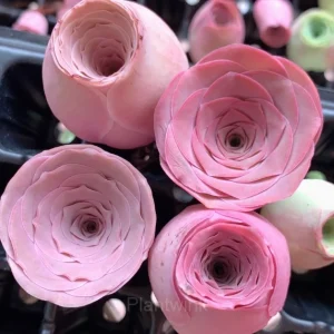 Mountain Rose - Perennial Ornamental Plants - Pink, 100 Seeds
