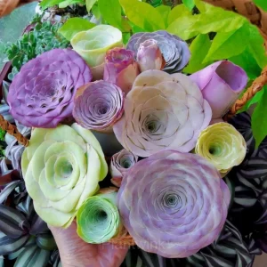 Mountain Rose - Perennial Ornamental Plants - Purple, 100 Seeds