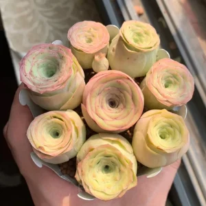 Mountain Rose - Perennial Ornamental Plants - Yellow, 🔥🔥1000 Seeds