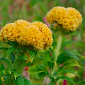 Cockscomb Celosia—Long-Lasting Beauty - Yellow, 20 Seeds