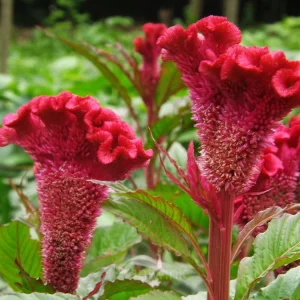 Cockscomb Celosia—Long-Lasting Beauty - Rose Red, 200 Seeds