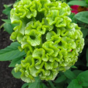 Cockscomb Celosia—Long-Lasting Beauty - Green, 100 Seeds