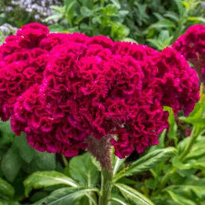 Cockscomb Celosia—Long-Lasting Beauty - Red, 100 Seeds