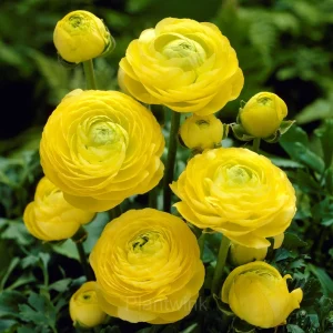 Ranunculus—Wealth And Good Fortune - Yellow, 50 Seeds