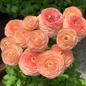 Ranunculus—Wealth And Good Fortune - Champagne, 20 Seeds
