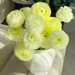 Ranunculus—Wealth And Good Fortune - Yellow-Green, 200 Seeds