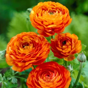 Ranunculus—Wealth And Good Fortune - Orange, 100 Seeds