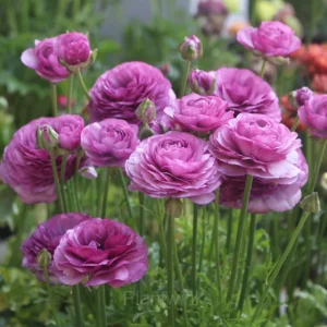 Ranunculus—Wealth And Good Fortune - Purple, 100 Seeds