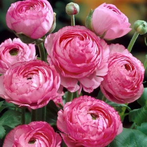 Ranunculus—Wealth And Good Fortune - Pink, 50 Seeds