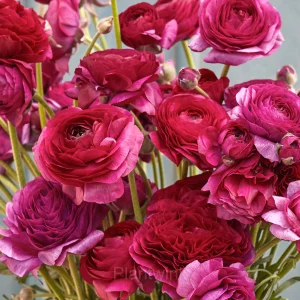 Ranunculus—Wealth And Good Fortune - Rose Red, 50 Seeds