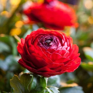 Ranunculus—Wealth And Good Fortune - Red, 100 Seeds