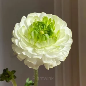 Ranunculus—Wealth And Good Fortune - White-Green, 50 Seeds
