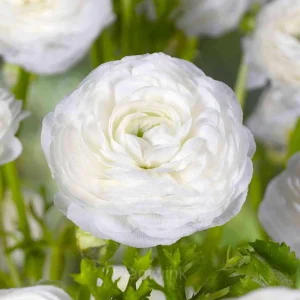 Ranunculus—Wealth And Good Fortune - White, 50 Seeds