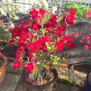 Rainbow Desert Rose Seeds—Steadfast Love - Red, 🔥30 Seeds