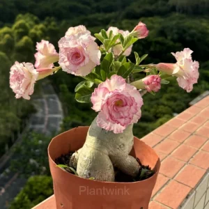 Rainbow Desert Rose Seeds—Steadfast Love - Pink, 🔥🔥50 Seeds