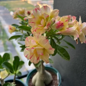 Rainbow Desert Rose Seeds—Steadfast Love - Yellow, 10 Seeds