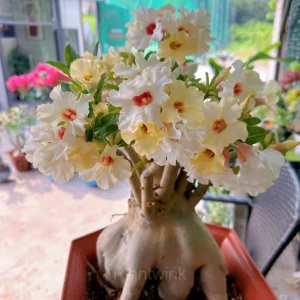 Rainbow Desert Rose Seeds—Steadfast Love - Yellow White, 🔥🔥50 Seeds