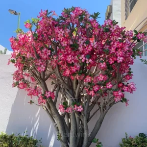 Rainbow Desert Rose Seeds—Steadfast Love - Purple Red, 10 Seeds